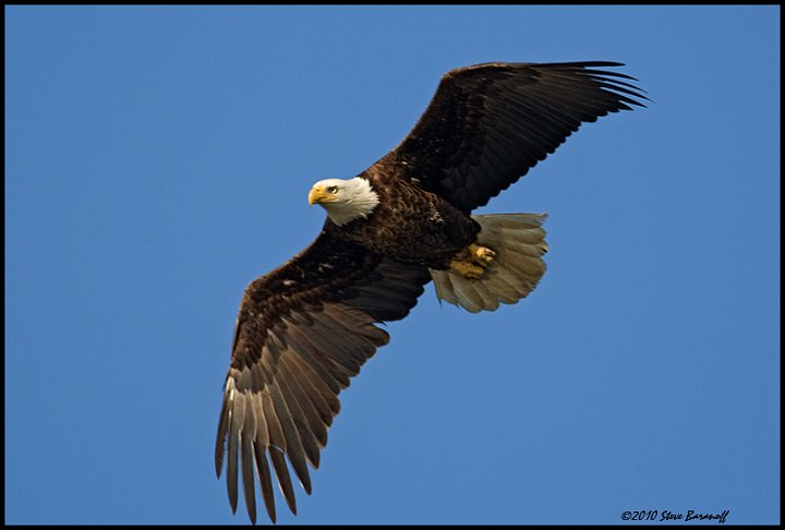 _0SB8963 american bald eagle.jpg